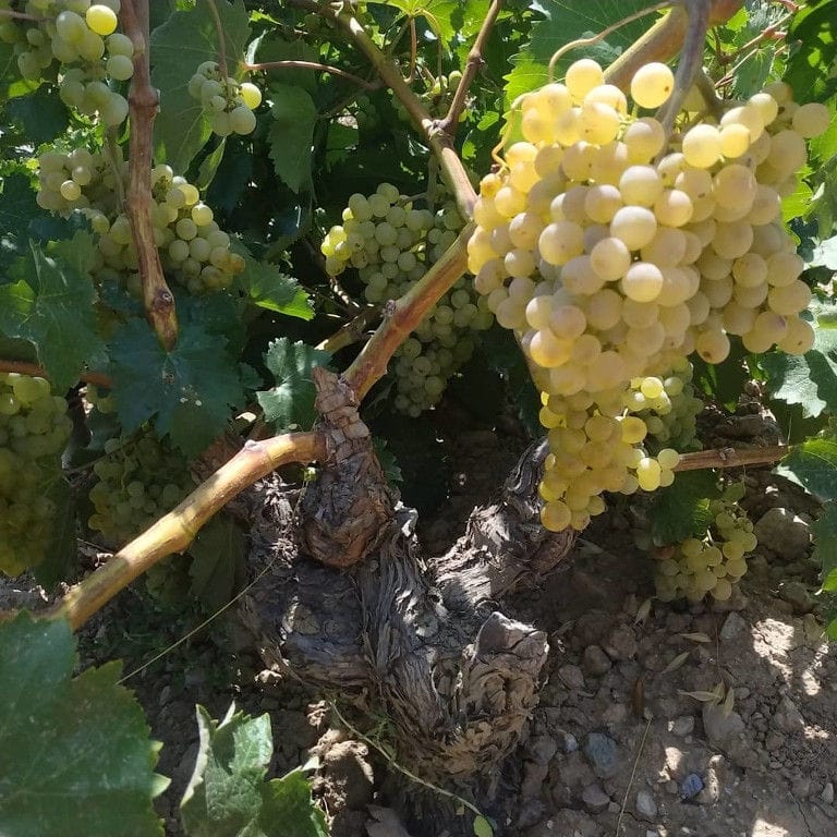 Liepouris Winery vineyards full of bunches of white grapes